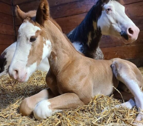 {{brizy_dc_image_alt imageSrc=